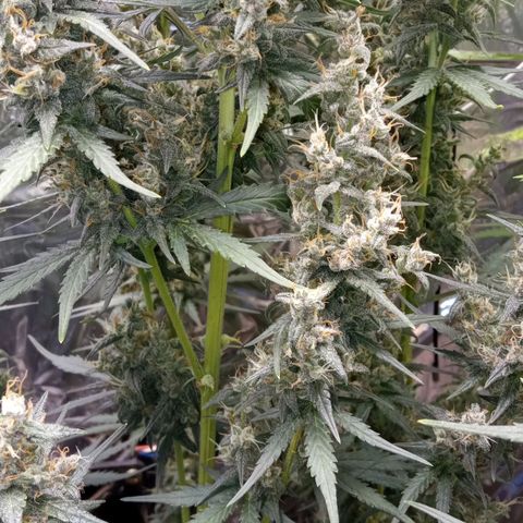 BlackberryKush growlog timeline photo