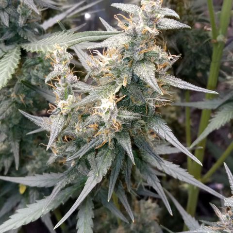 BlackberryKush growlog timeline photo