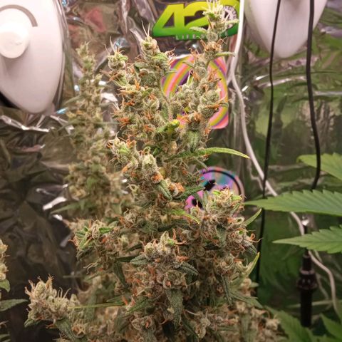 BlackberryKush growlog timeline photo