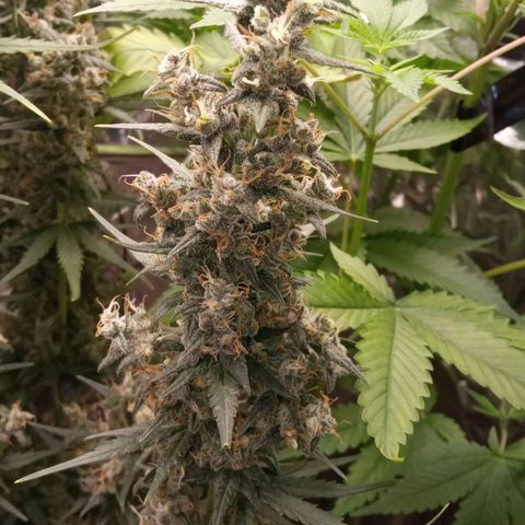 BlackberryKush growlog timeline photo