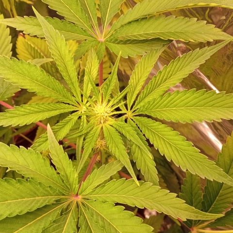 Zombie Kush growlog timeline photo