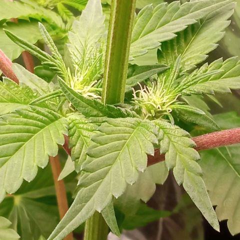 Zombie Kush growlog timeline photo
