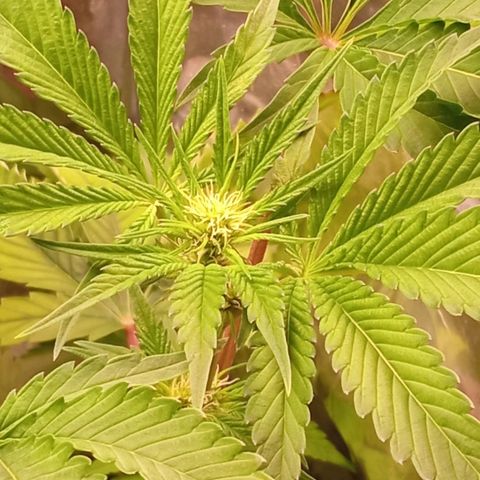 Zombie Kush growlog timeline photo