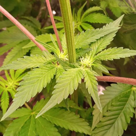 Zombie Kush growlog timeline photo