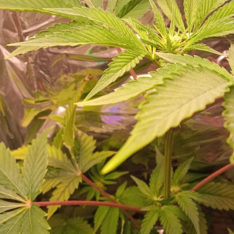Zombie Kush growlog timeline photo