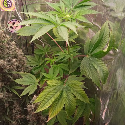 Zombie Kush growlog timeline photo