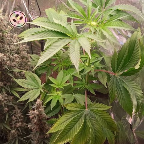 Zombie Kush growlog timeline photo
