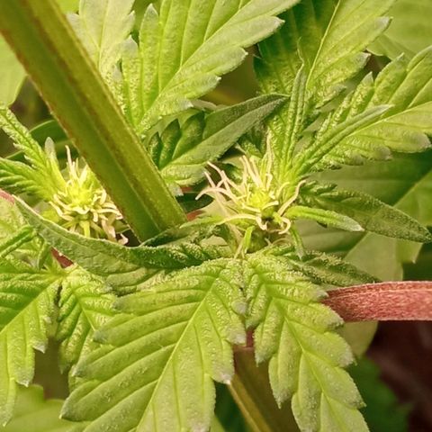 Zombie Kush growlog timeline photo