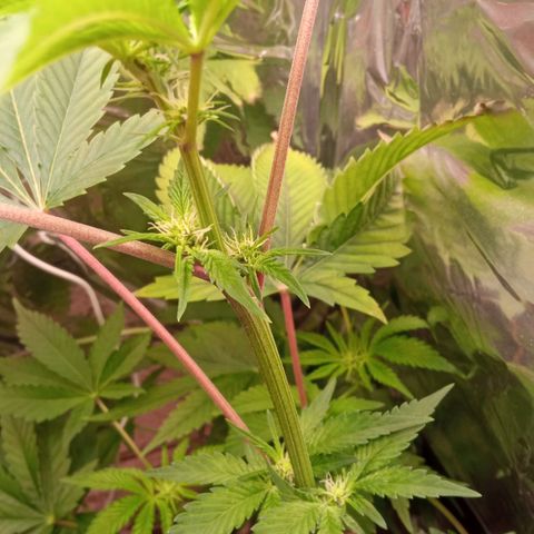 Zombie Kush growlog timeline photo