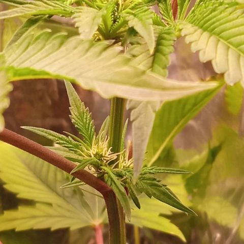 Zombie Kush growlog timeline photo
