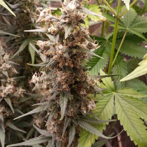 BlackberryKush growlog timeline photo