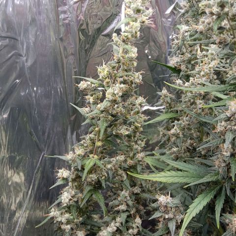 BlackberryKush growlog timeline photo