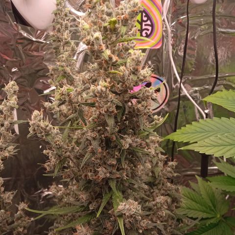 BlackberryKush growlog timeline photo
