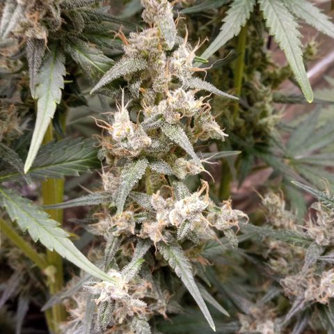 BlackberryKush growlog timeline photo