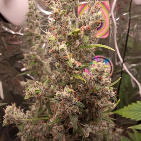 BlackberryKush growlog timeline photo