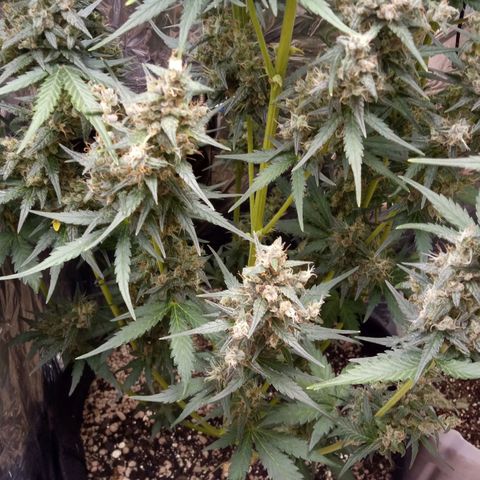 BlackberryKush growlog timeline photo