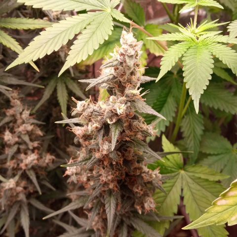 BlackberryKush growlog timeline photo