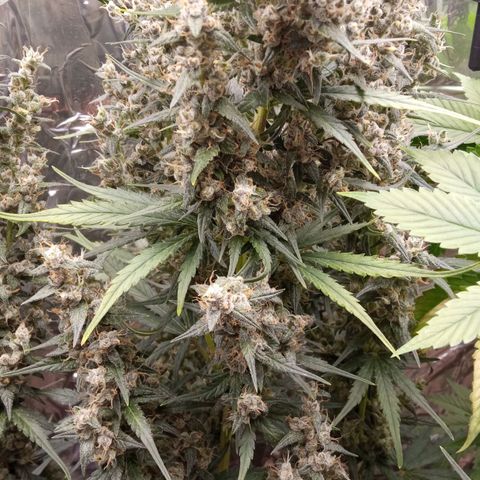 BlackberryKush growlog timeline photo