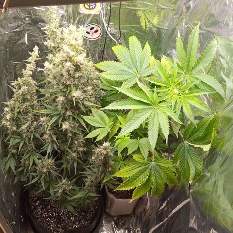 BlackberryKush growlog timeline photo