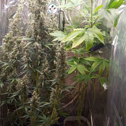 BlackberryKush growlog timeline photo