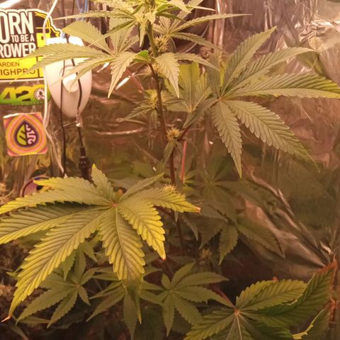 Zombie Kush growlog timeline photo