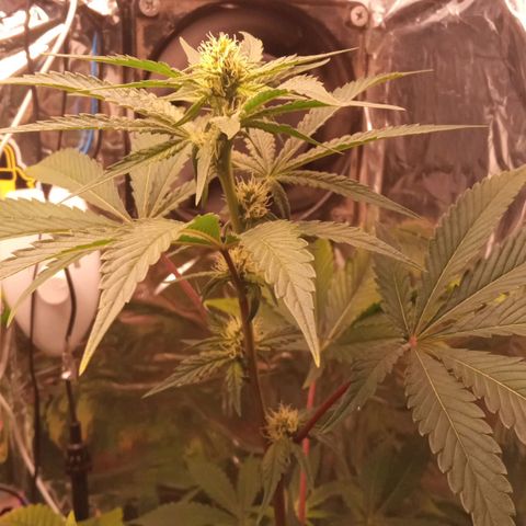 Zombie Kush growlog timeline photo