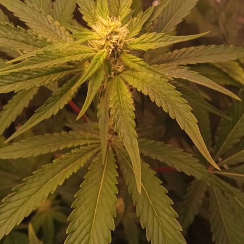 Zombie Kush growlog timeline photo