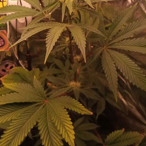 Zombie Kush growlog timeline photo