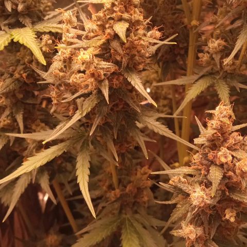 BlackberryKush growlog timeline photo