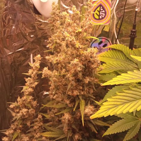 BlackberryKush growlog timeline photo