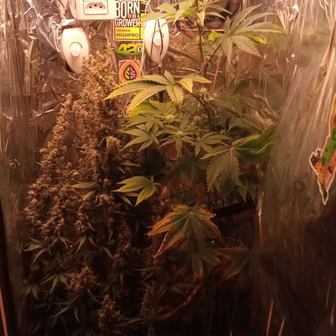 BlackberryKush growlog timeline photo