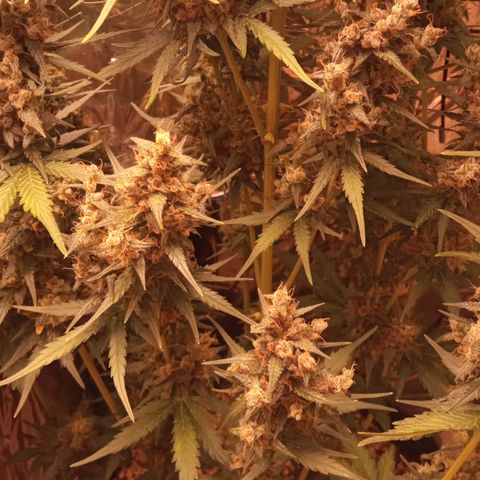 BlackberryKush growlog timeline photo
