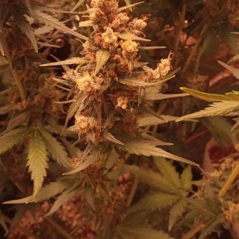 BlackberryKush growlog timeline photo