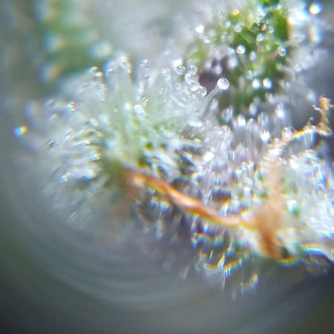 BlackberryKush growlog timeline photo