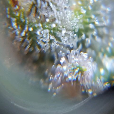 BlackberryKush growlog timeline photo