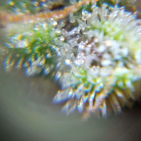 BlackberryKush growlog timeline photo