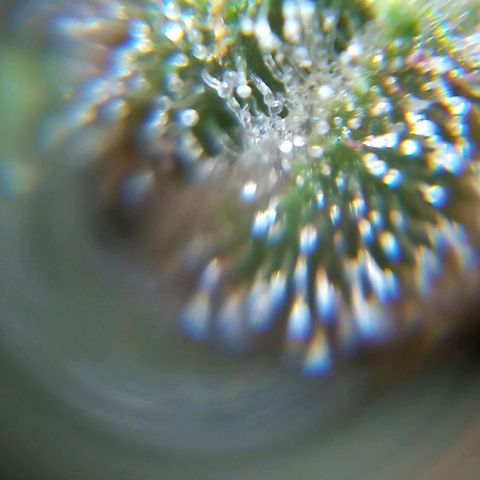 BlackberryKush growlog timeline photo