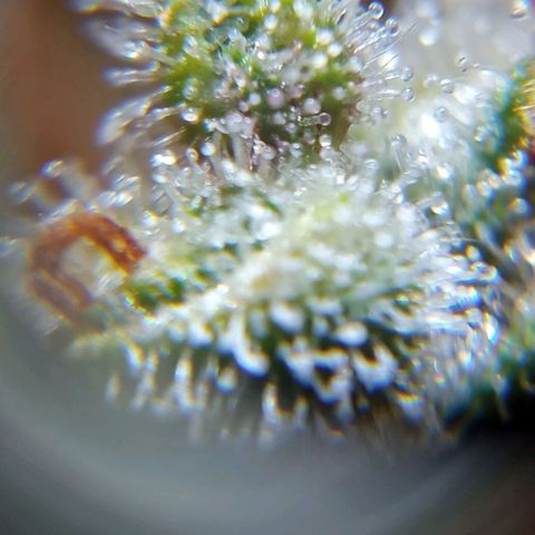 BlackberryKush growlog timeline photo
