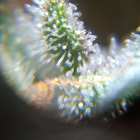 BlackberryKush growlog timeline photo