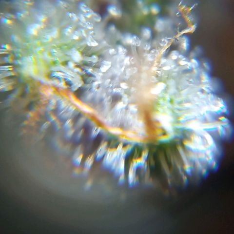BlackberryKush growlog timeline photo