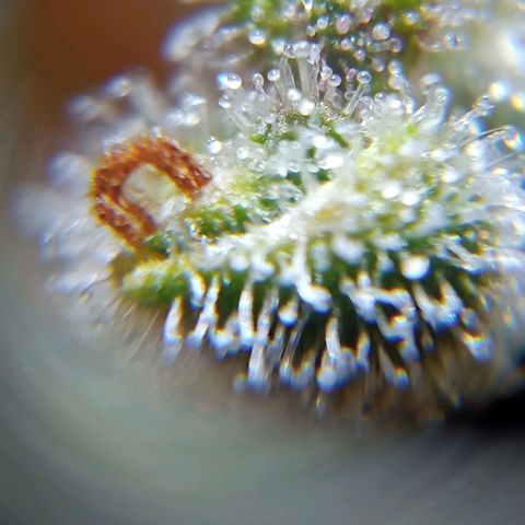 BlackberryKush growlog timeline photo