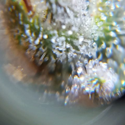 BlackberryKush growlog timeline photo