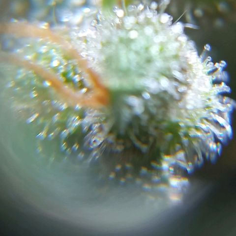 BlackberryKush growlog timeline photo