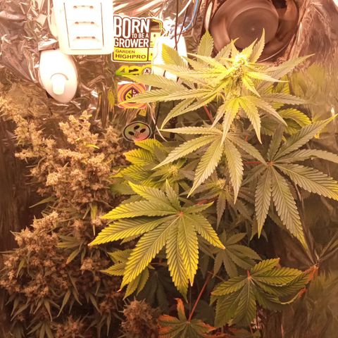 BlackberryKush growlog timeline photo