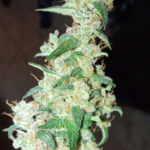 BlackberryKush growlog timeline photo
