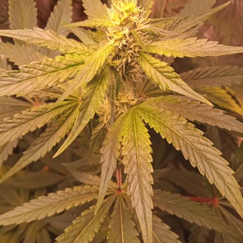 Zombie Kush growlog timeline photo