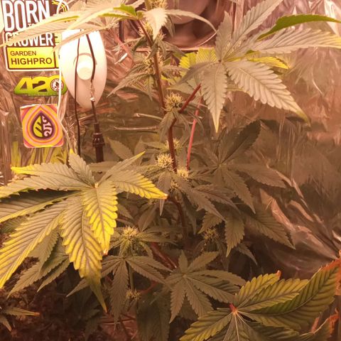 Zombie Kush growlog timeline photo