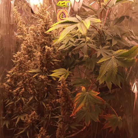Zombie Kush growlog timeline photo