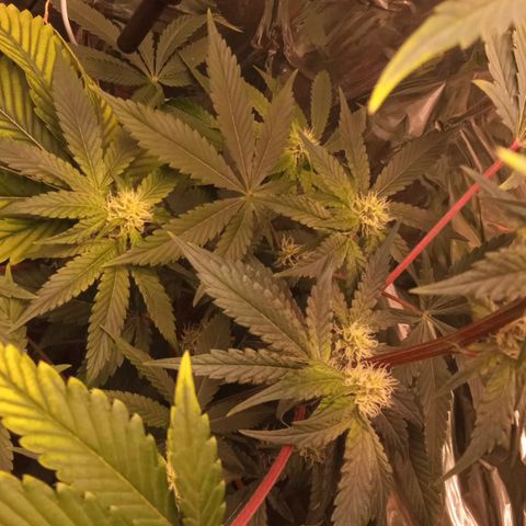Zombie Kush growlog timeline photo
