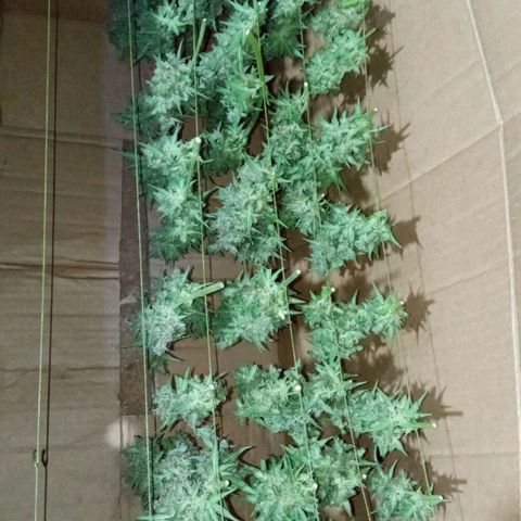 BlackberryKush growlog timeline photo